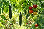 cucumber plant, tomato plant, vegetable garden