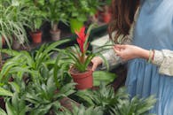 A woman tends to potted plants in a lush garden setting, showcasing vibrant greenery and floral blooms.