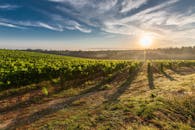 A breathtaking view of a vineyard in Tuscany with the sun rising, casting long shadows.