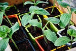 vegetable garden, zucchini, garden